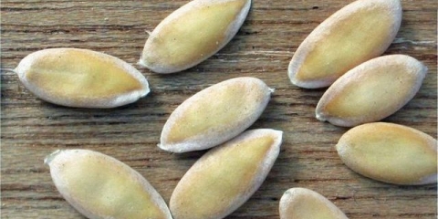 Kako klijati sjeme dinje